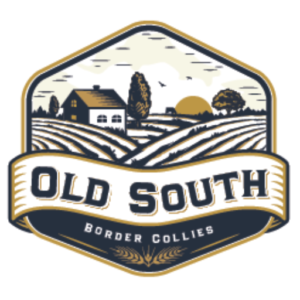 Old South Farms - Border Collies